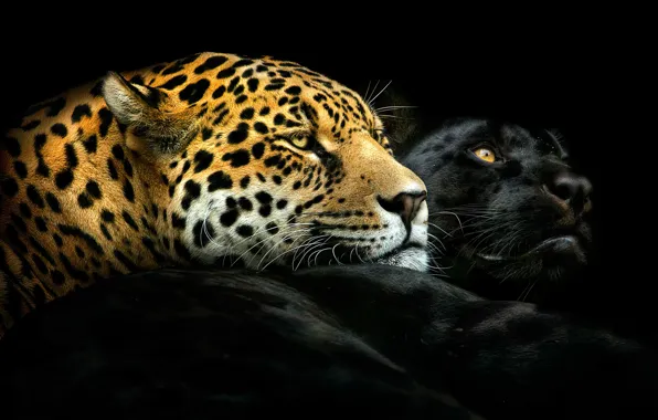 Картинка пантера, леопард, пара