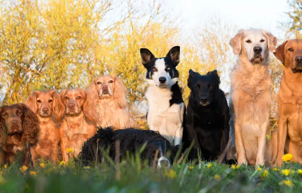 Собаки, много, коллективное фото