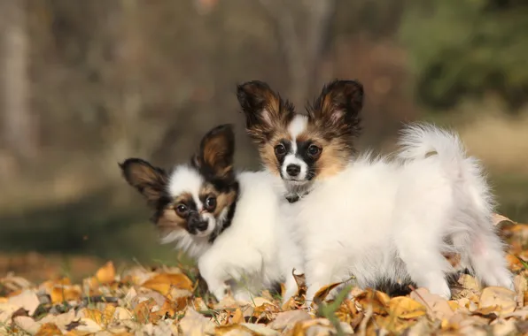 Осень, собаки, листья