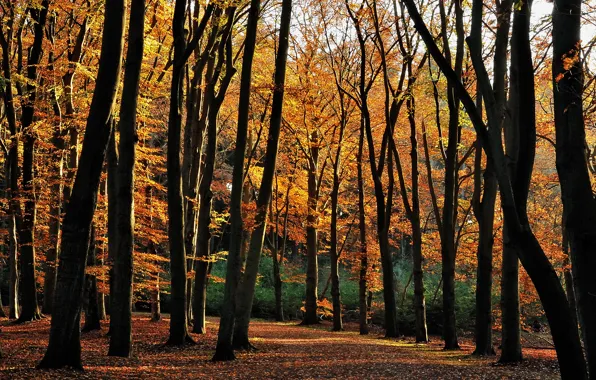 Картинка осень, лес, деревья, forest, листопад, Autumn