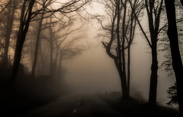 Дорога, деревья, туман