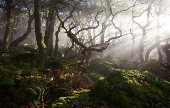 Картинка лес, свет, деревья, туман, камни, заросли, мох
