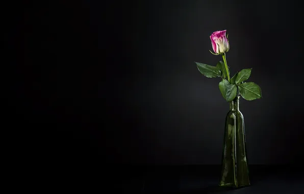 Картинка цветок, фон, роза