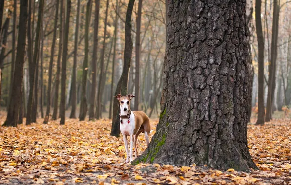 Картинка осень, листья, собака