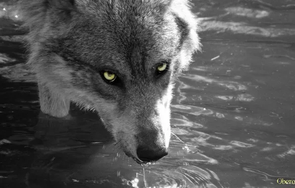 Nature, snow, predator, face, animal, wolf, wildlife, portrait