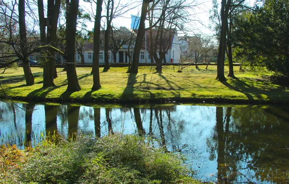 Trees, park, pond