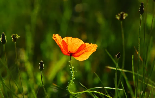 Red, poppy, meadow, blooming