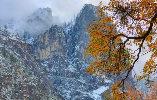 Картинка осень, горы, природа, дерево