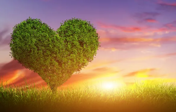 Любовь, закат, дерево, green, сердце, love, heart, sunset