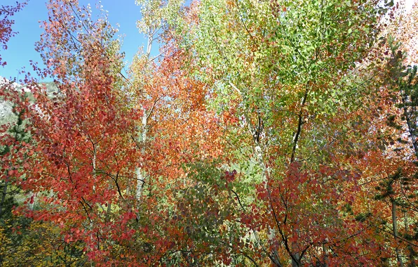 Осень, небо, листья, деревья, багрянец