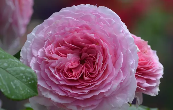 Макро, розы, бутоны