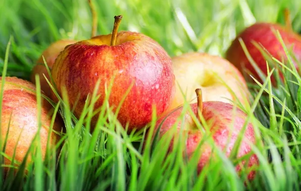 Картинка яблоки, урожай, травка