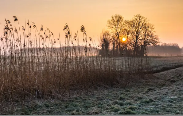 Картинка поле, осень, туман, утро