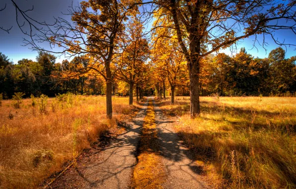 Картинка дорога, осень, деревья, пейзаж