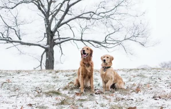 Картинка поле, собаки, снег