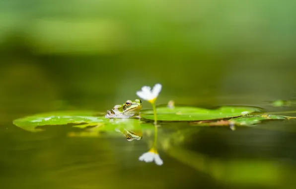 Картинка цветок, вода, листок