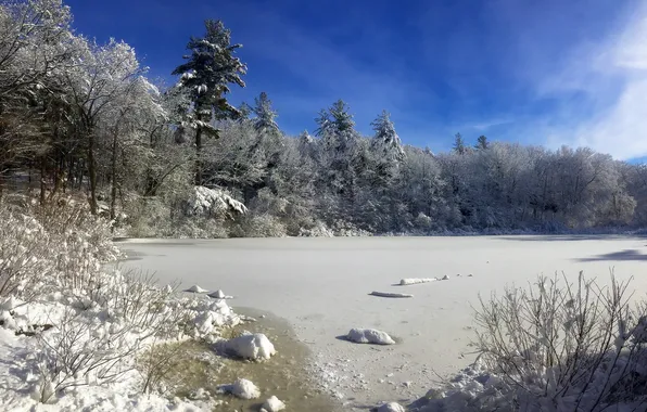 Картинка зима, снег, деревья