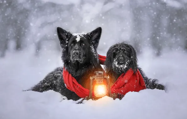Зима, снег, шарф, фонарь, парочка, друзья, овчарка, две собаки