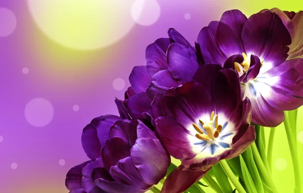 Фон, фиолетовые, тюльпаны, flowers, tulips, боке