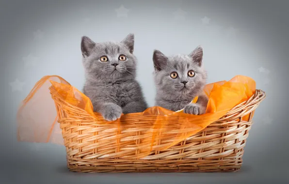 Кошки, котенок, серый, котята, ткань, парочка, корзинка, фотосессия