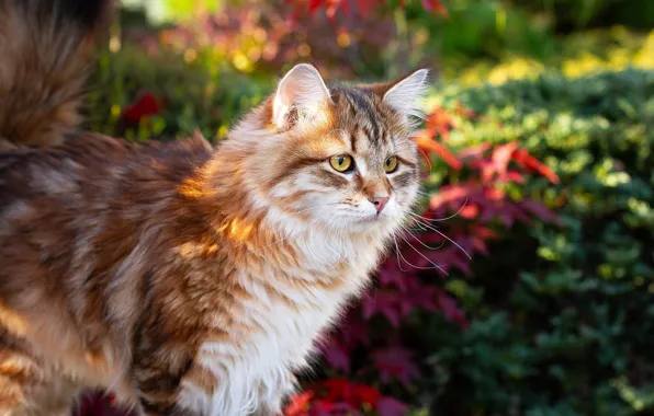 Кошка, кот, морда, природа, котенок, сад, рыжий, полосатый