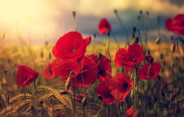 Картинка лето, природа, маки