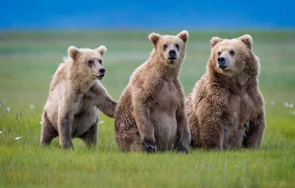 Картинка трава, медведи, трио