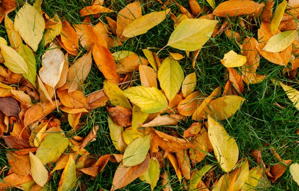 Картинка осень, трава, листья, фон, желтые, colorful, лужайка, yellow