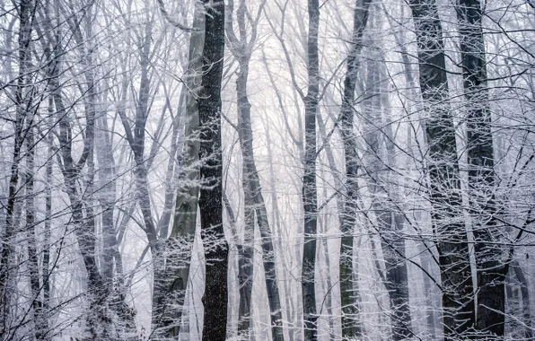 Картинка зима, иней, лес, деревья, ветки