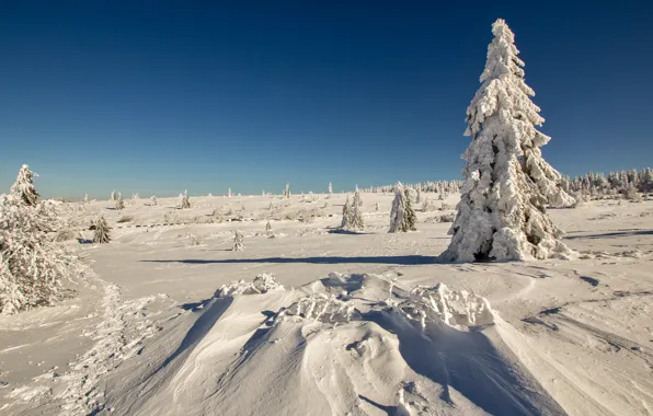 Картинка зима, поле, небо, снег, дерево, ель