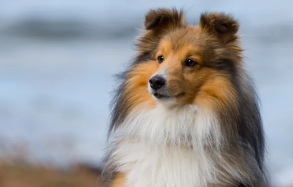 Лето, взгляд, фон, собака