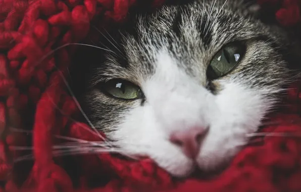 Кошка, кот, взгляд, крупный план, красный, поза, портрет, шарф