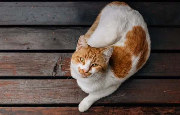 Кошка, кот, взгляд, морда, скамейка, поза, темный фон, доски