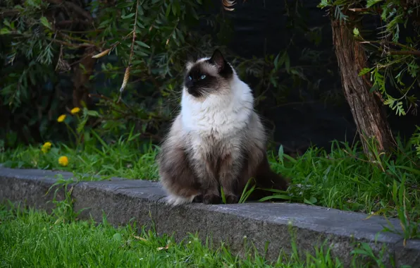 Кошка, лето, трава, кот, природа, сад, бетон, сидит