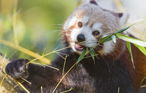 Ветка, бамбук, красная панда, firefox, малая панда, ©Tambako The Jaguar