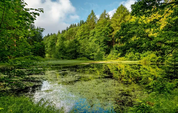 Зелень, лес, лето, трава, облака, ветки, озеро, пруд