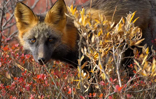 Природа, Канада, лиса, лисица обыкновенная