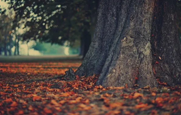 Картинка осень, листья, природа, дерево, обои