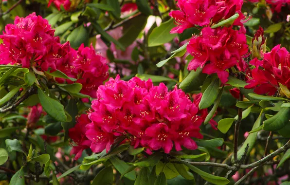 Flowering, shrub, rhododendron