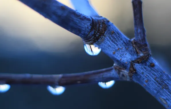 Water, macro, drops, twig