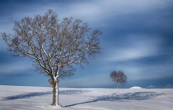 Зима, поле, небо, снег, деревья, тень