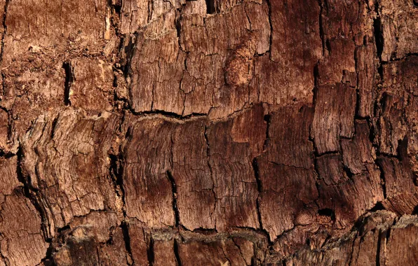 Wood, brown, pattern, bark
