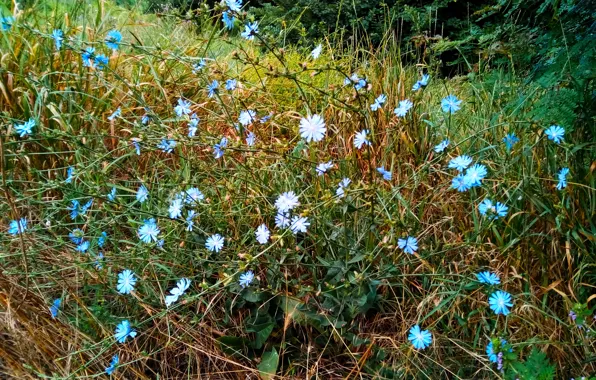 Summer, grove, chicory