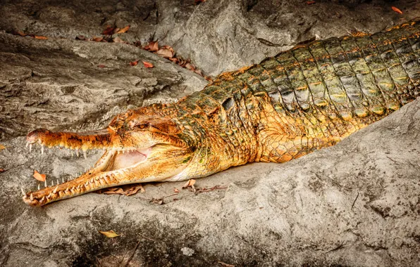 Rocks, crocodile, reptile