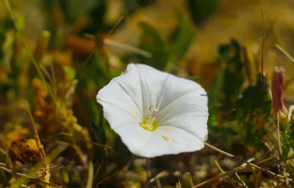 White, flower, garden, clematis