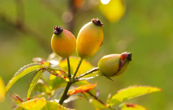 Fruit, leaf, plant