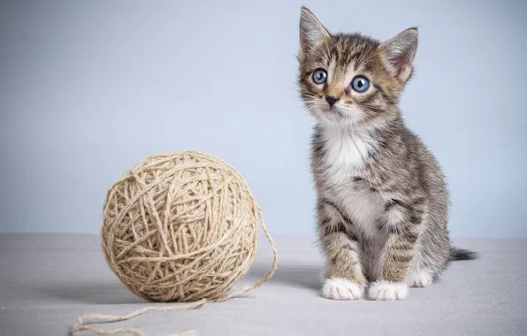 Кошка, взгляд, клубок, поза, котенок, серый, голубые глаза, серый фон