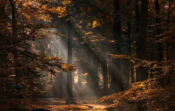 Осень, лес, деревья, Нидерланды, Netherlands, North Brabant, Северный Брабант