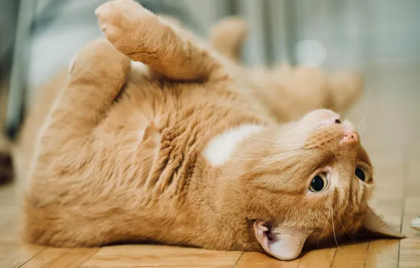 Картинка кошка, расслабон, рыжий кот
