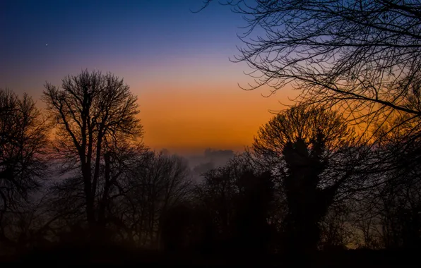Trees, fog, sunrise, branches, mist, silhouettes